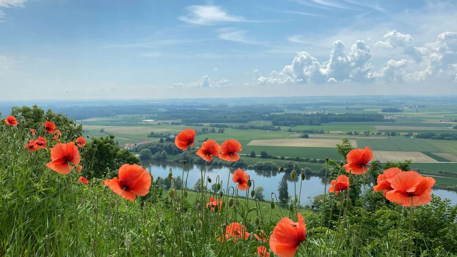 Mohnblumen auf dem Bogenberg