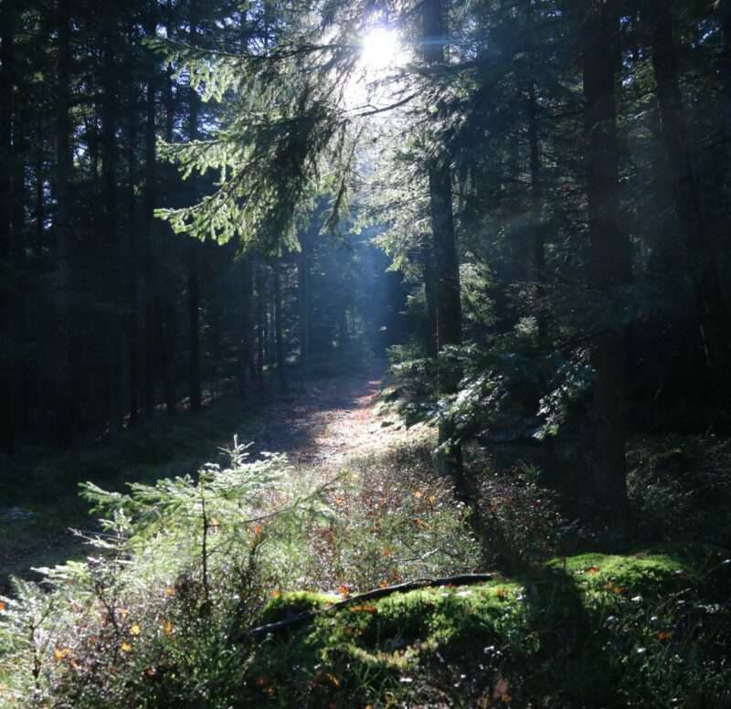 Zum Kaitersberg geht es durch den Wald.